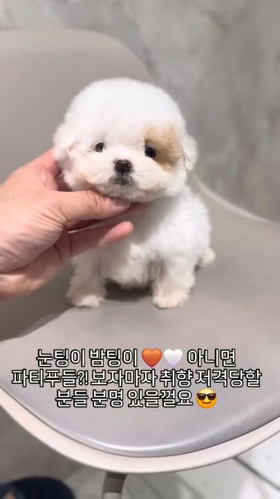 파티푸들 영상
