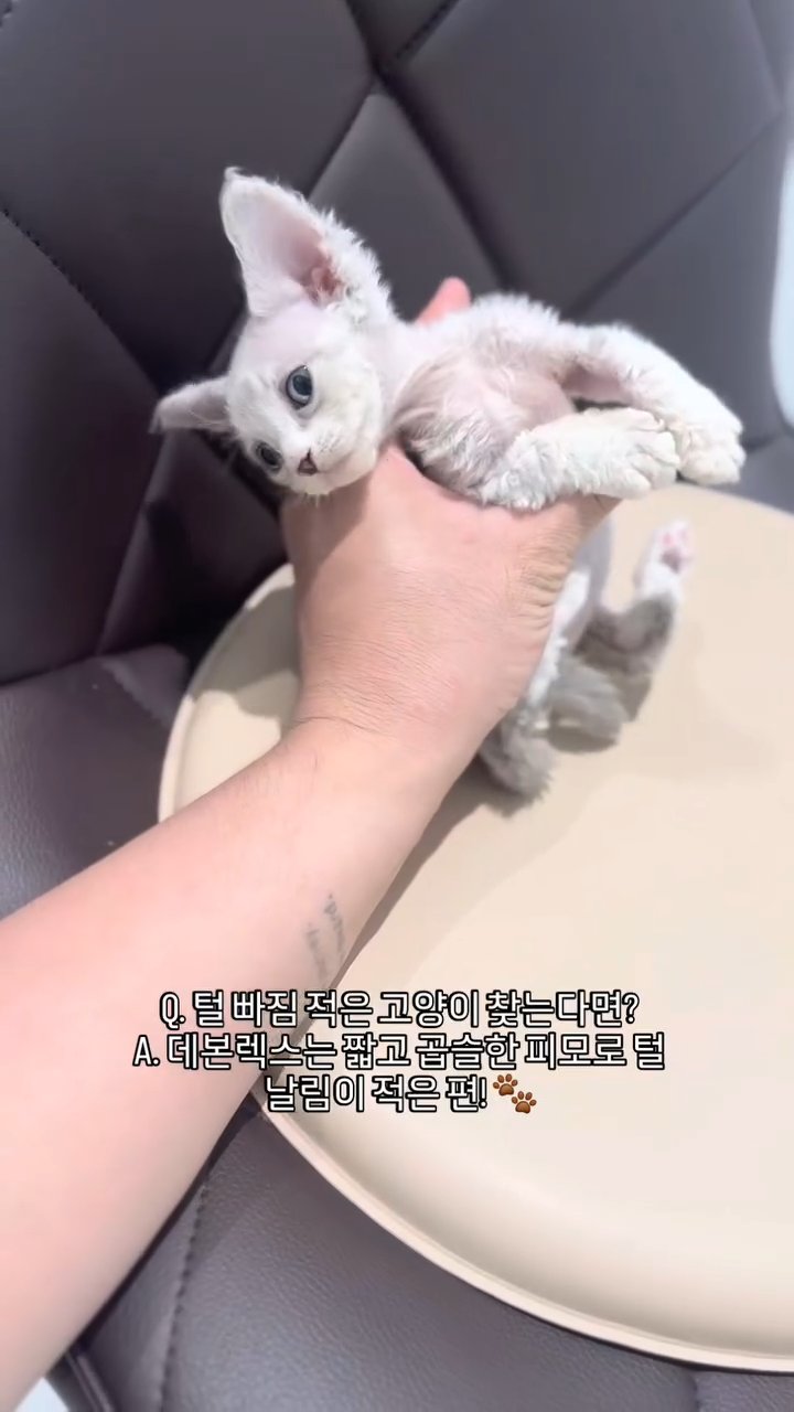 데본렉스 영상