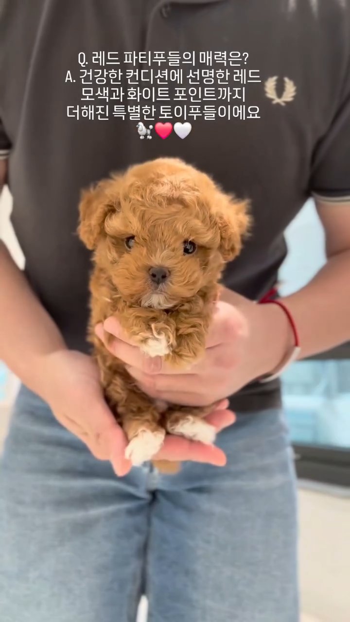 토이푸들 영상