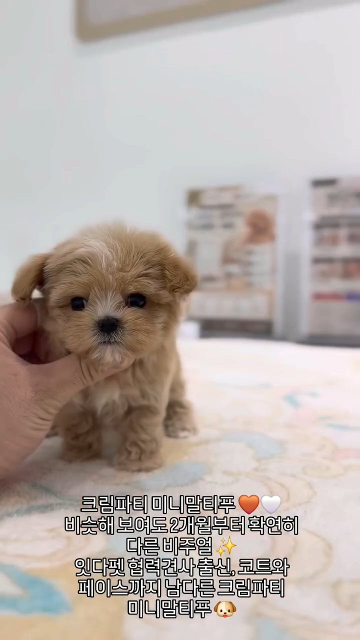 미니말티푸 영상