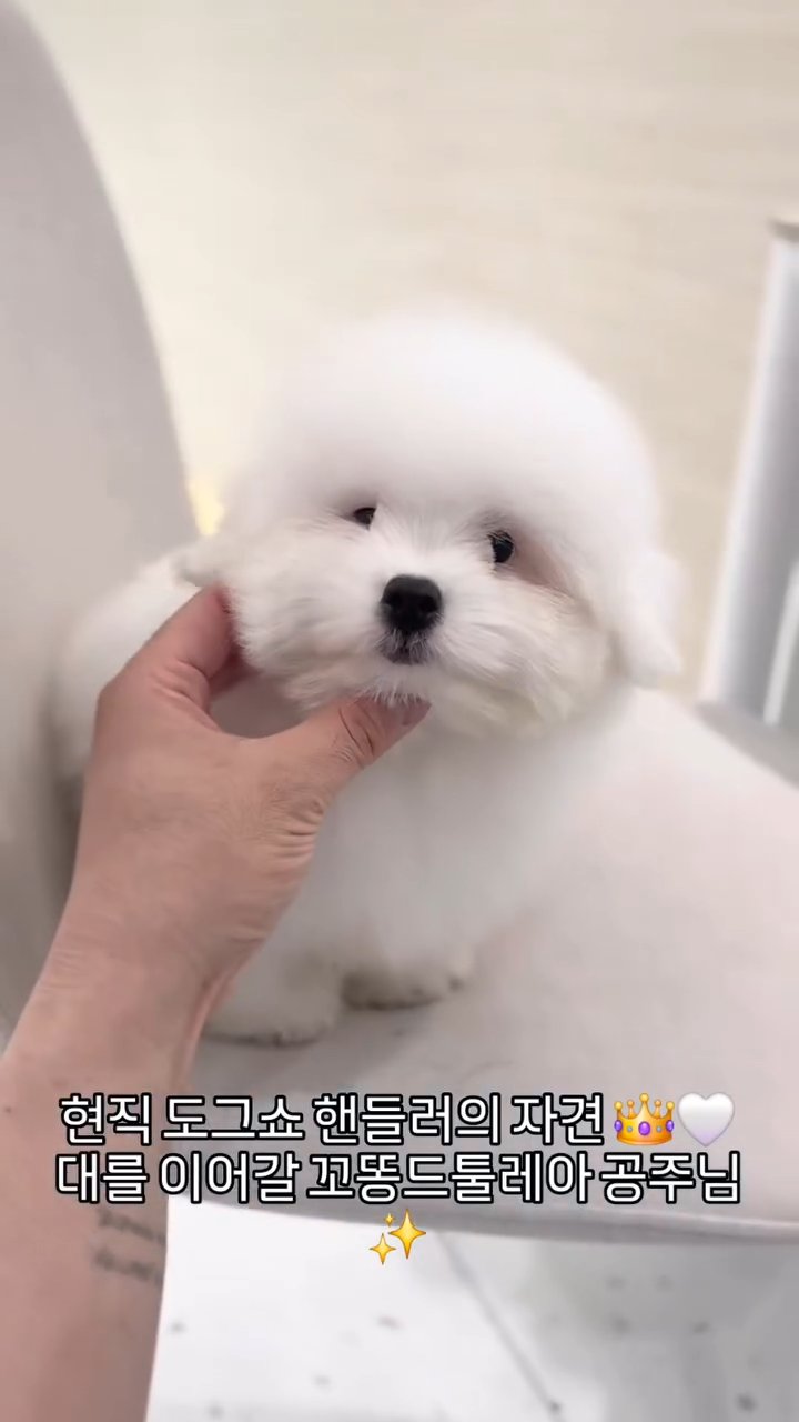 꼬똥드툴레아 영상