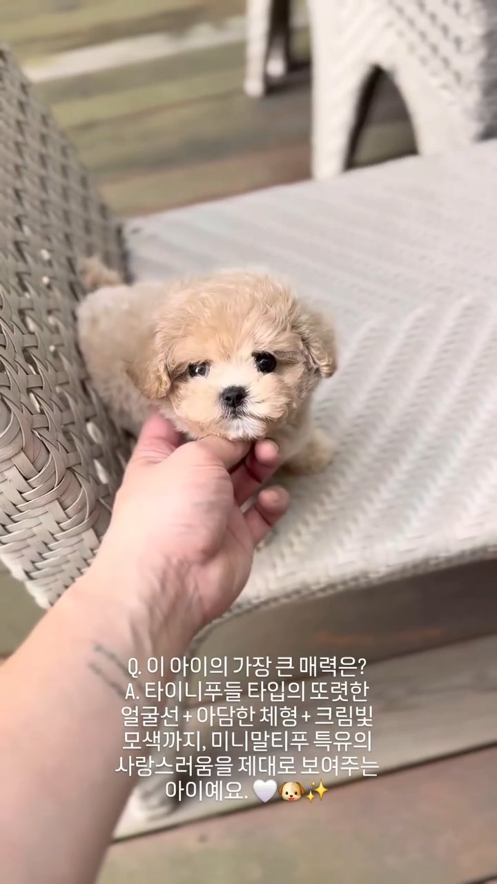 미니말티푸 영상