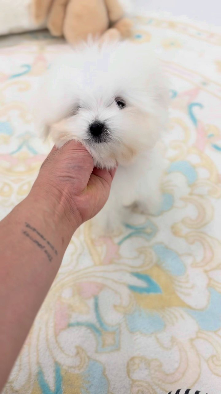 꼬숑 영상
