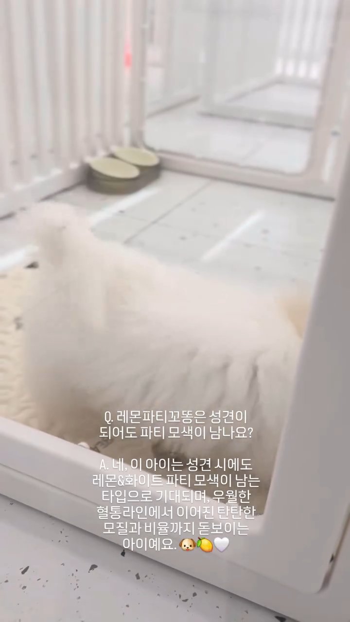 꼬똥드툴레아 영상