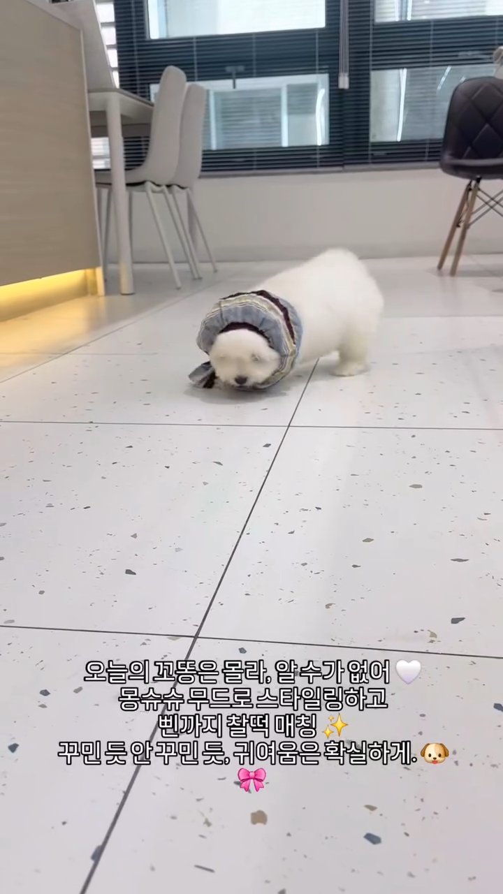 꼬똥드툴레아 영상