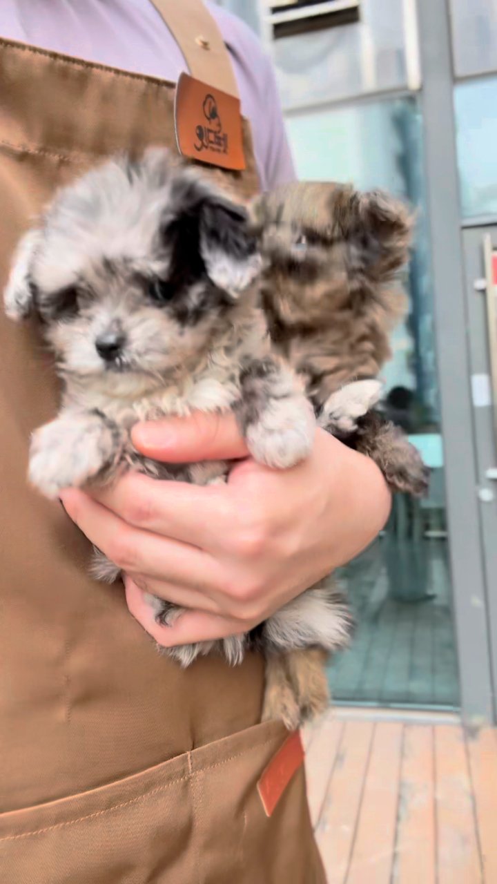 말티푸 영상