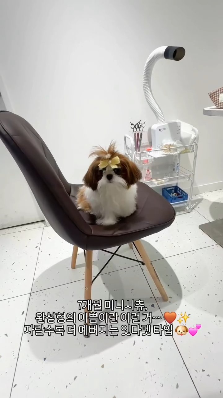 미니시츄 영상