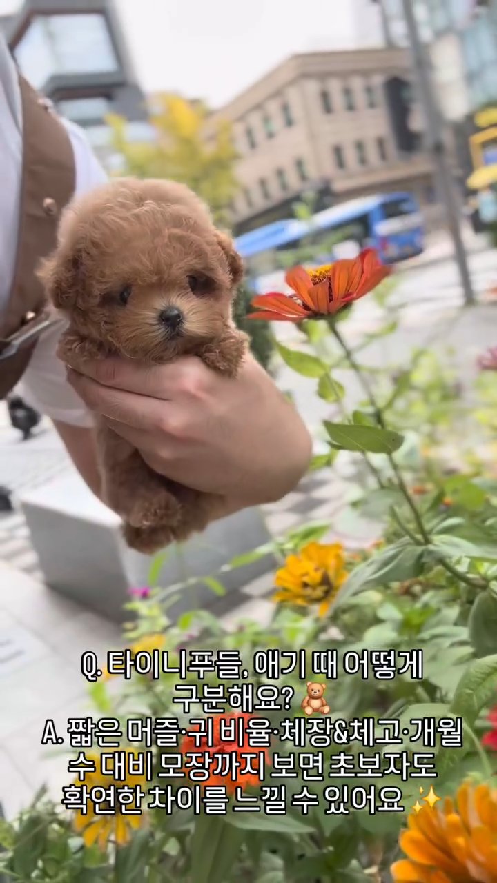 타이니푸들 영상