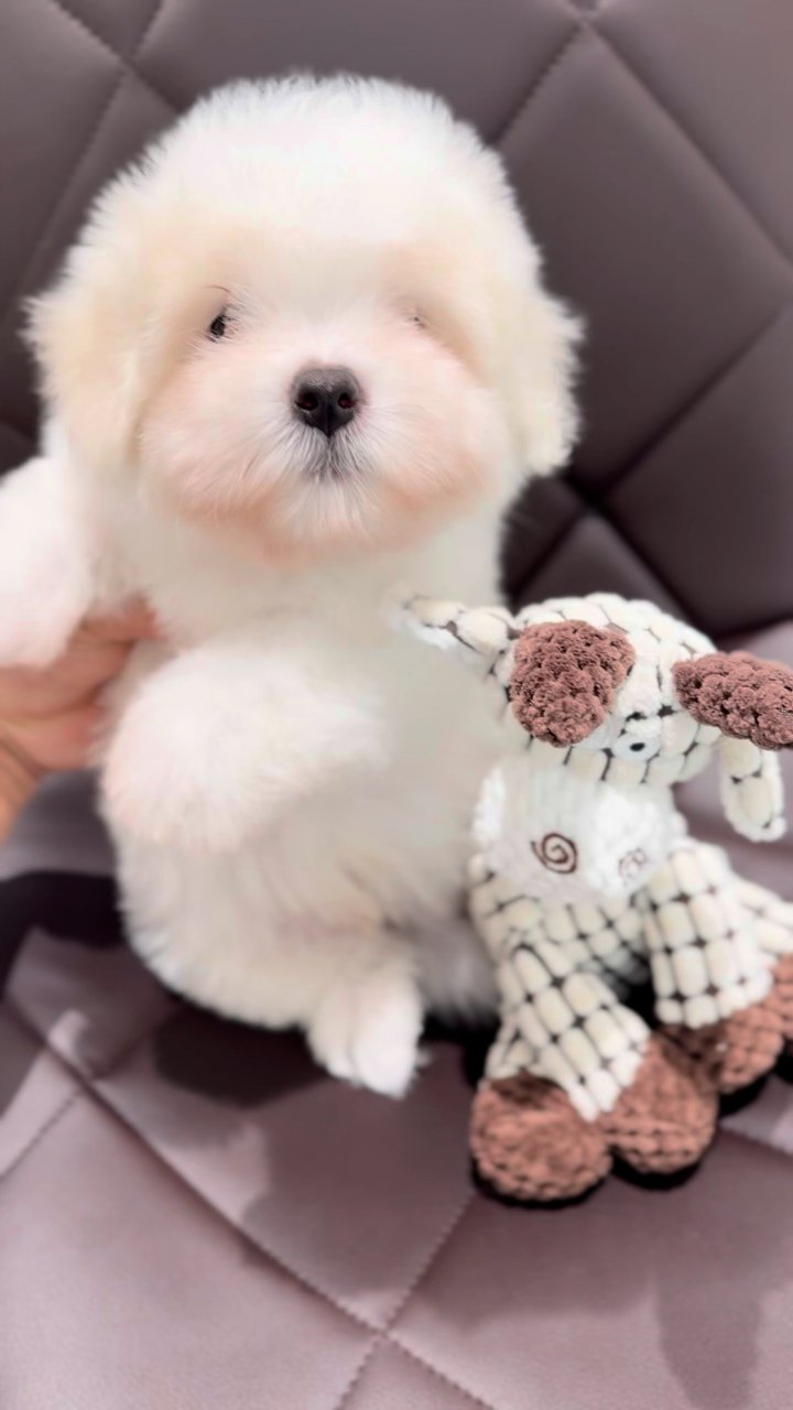 꼬똥드툴레아 영상
