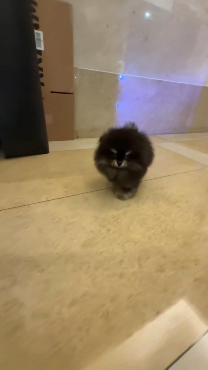 포메라니안 영상