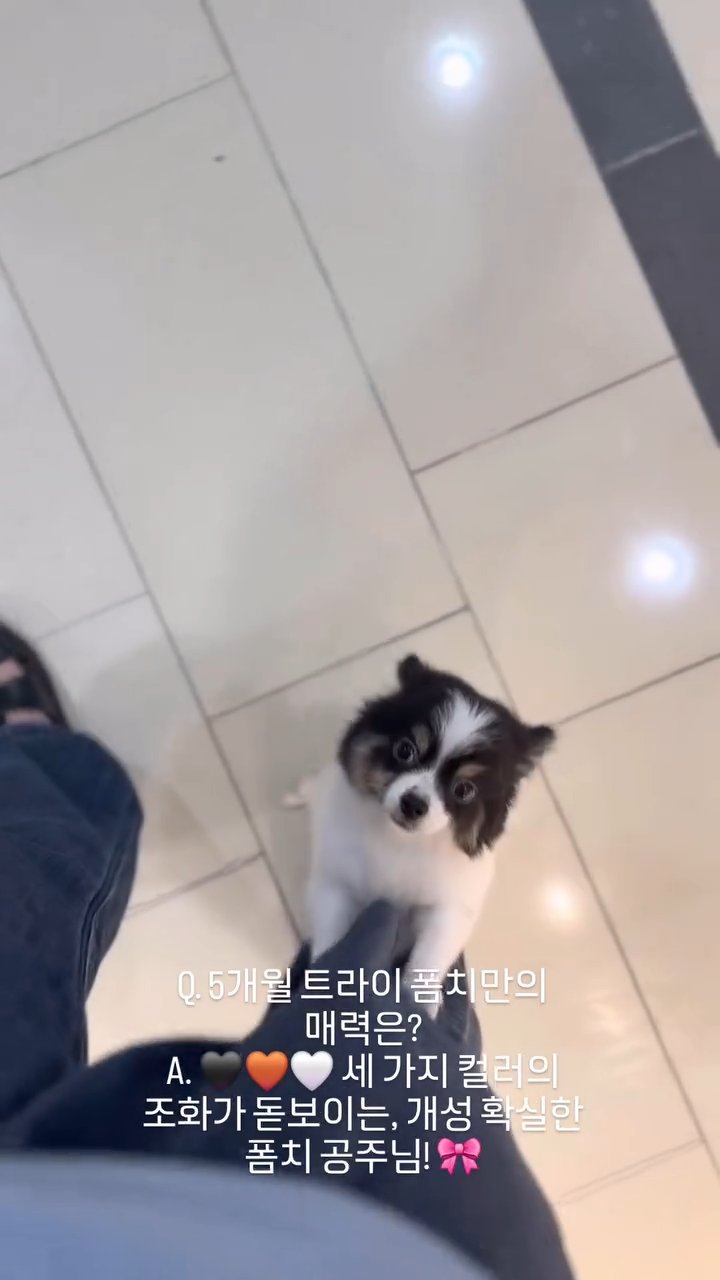 폼치 영상