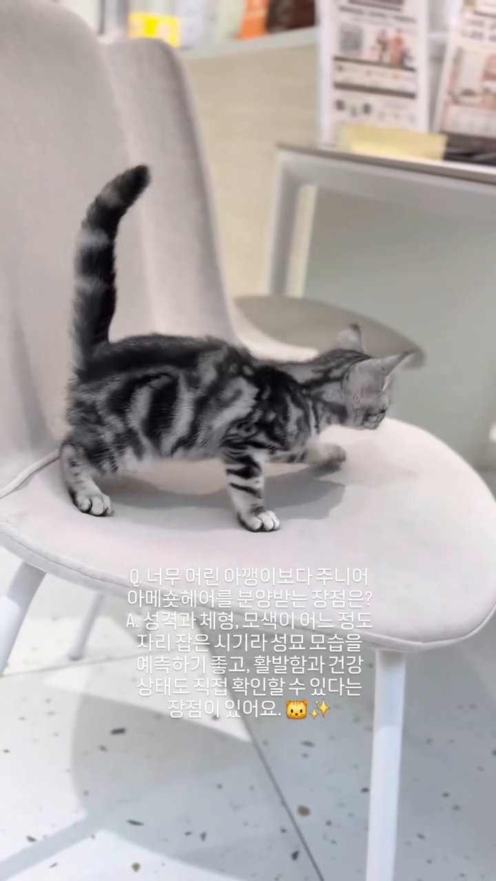 아메리칸숏헤어 영상