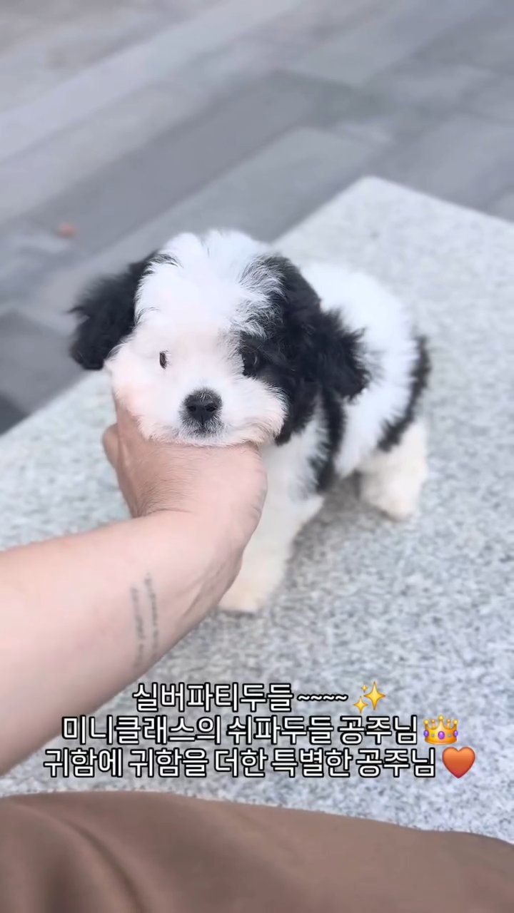 미니두들 영상