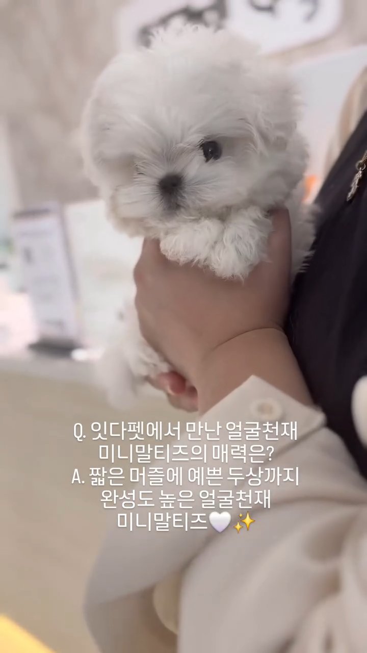 미니말티즈 영상