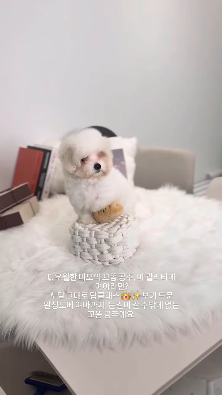 꼬똥드툴레아 영상
