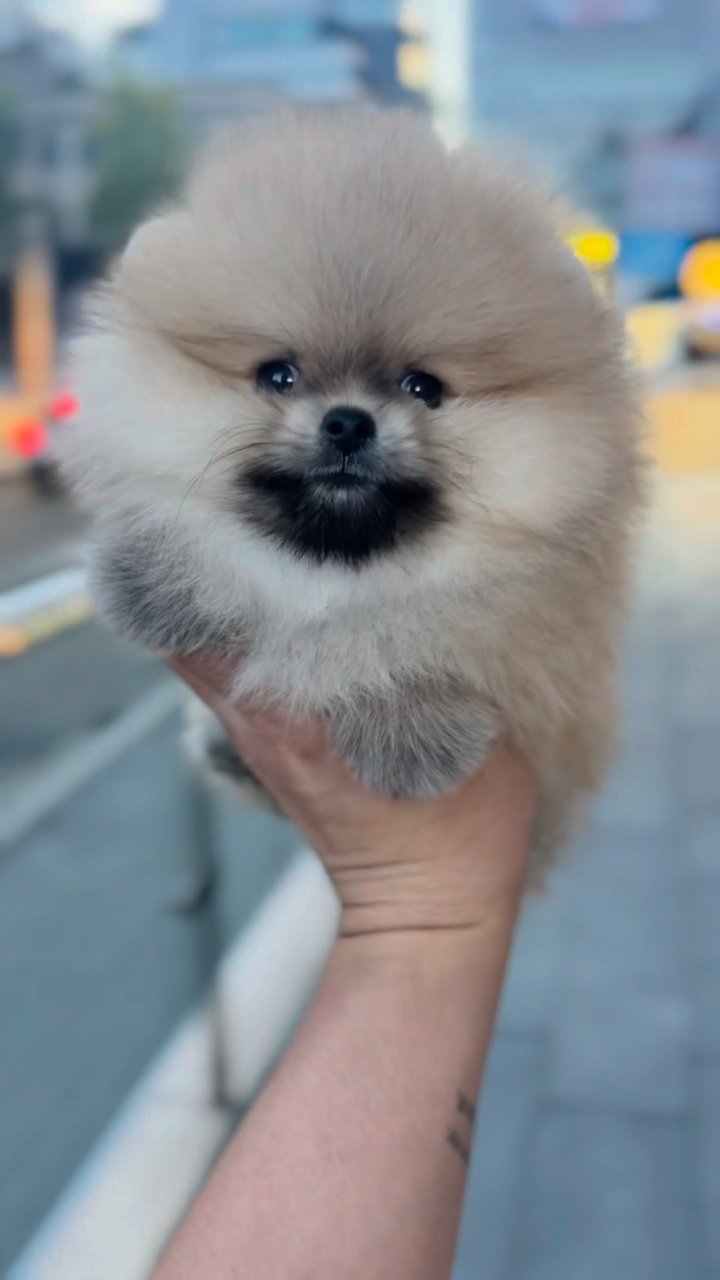 포메라니안 영상