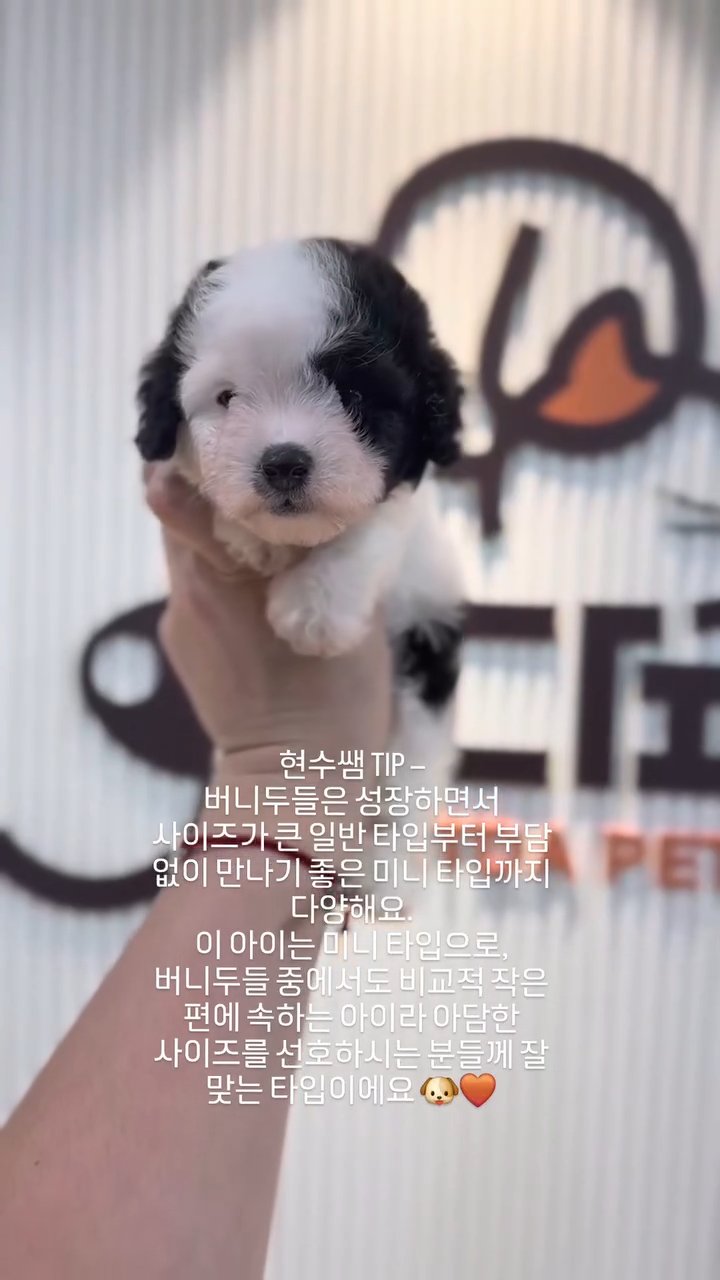 버니두들 영상