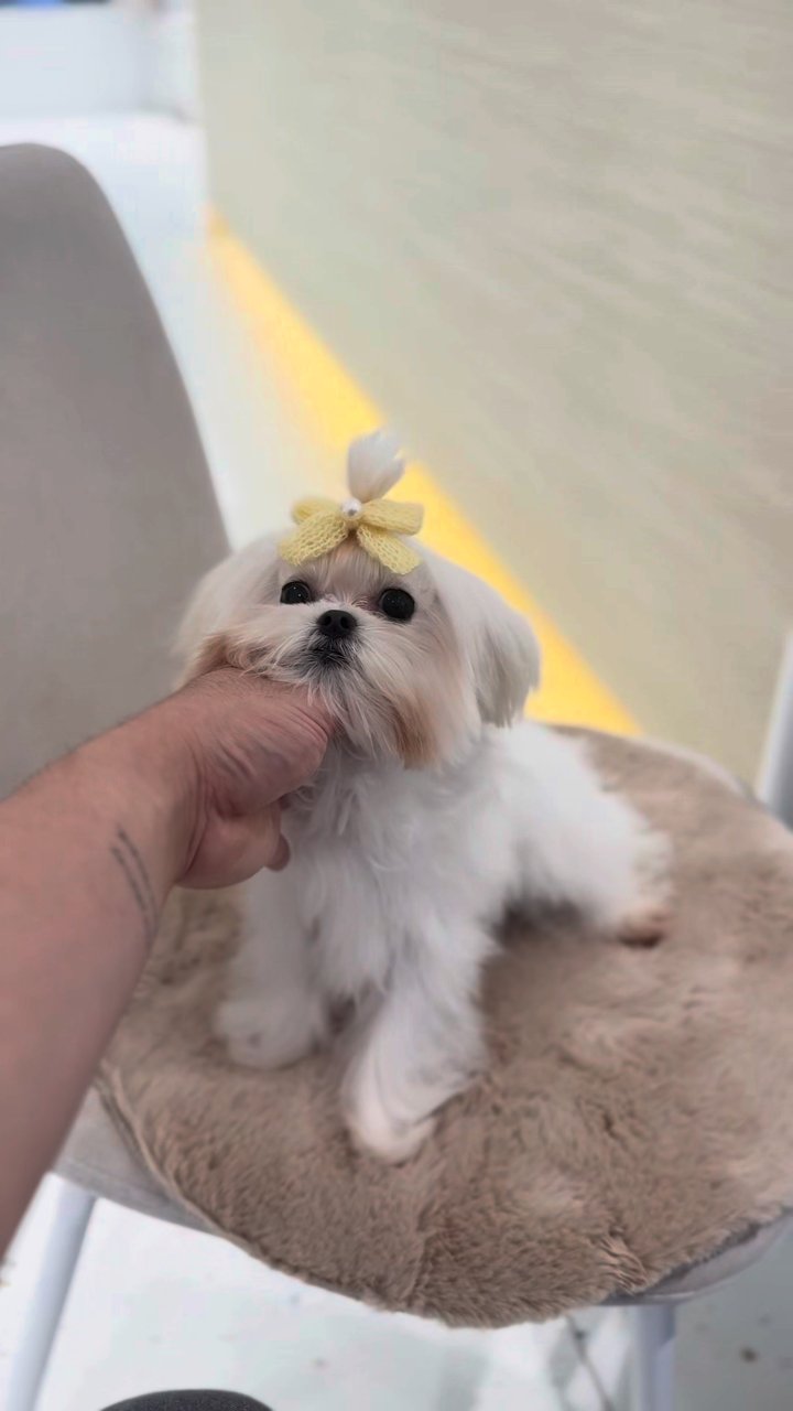 말티즈 영상