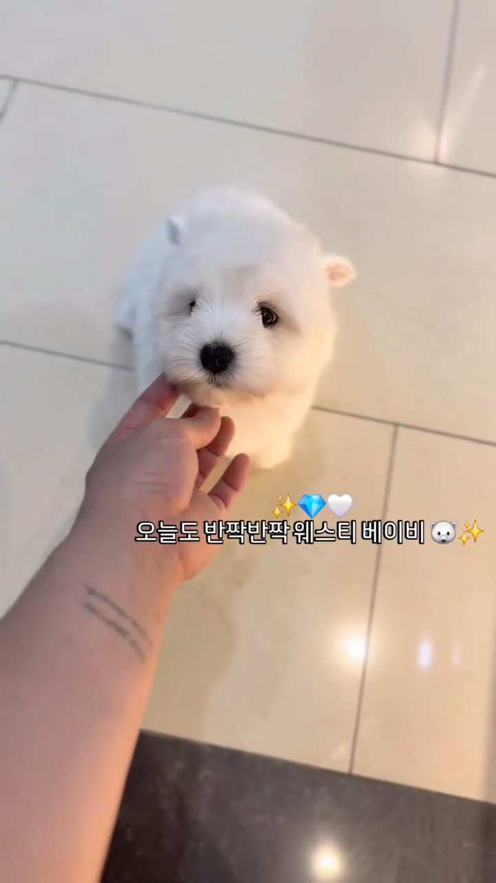 웨스티 영상