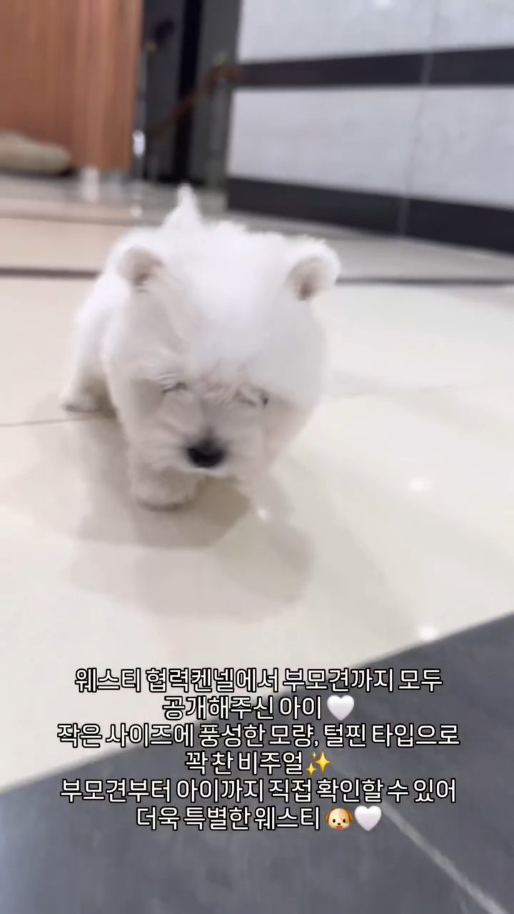 웨스티 영상