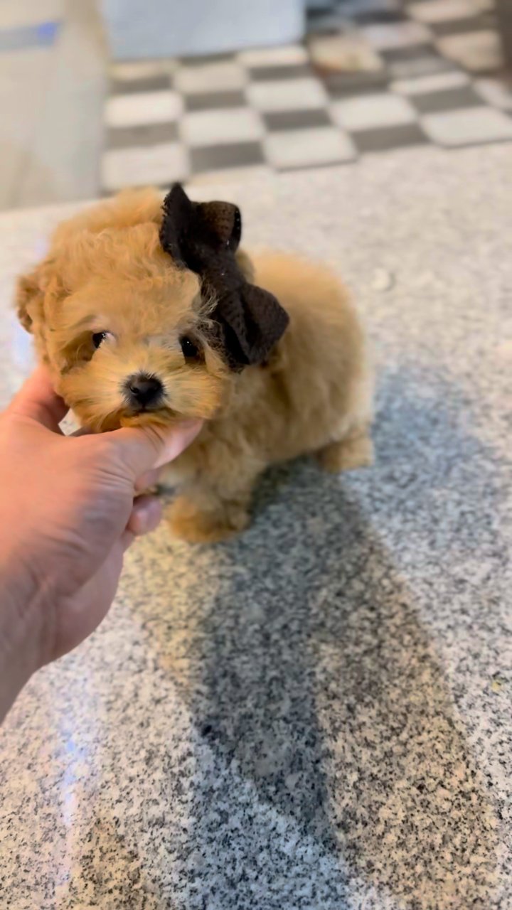 토이푸들 영상