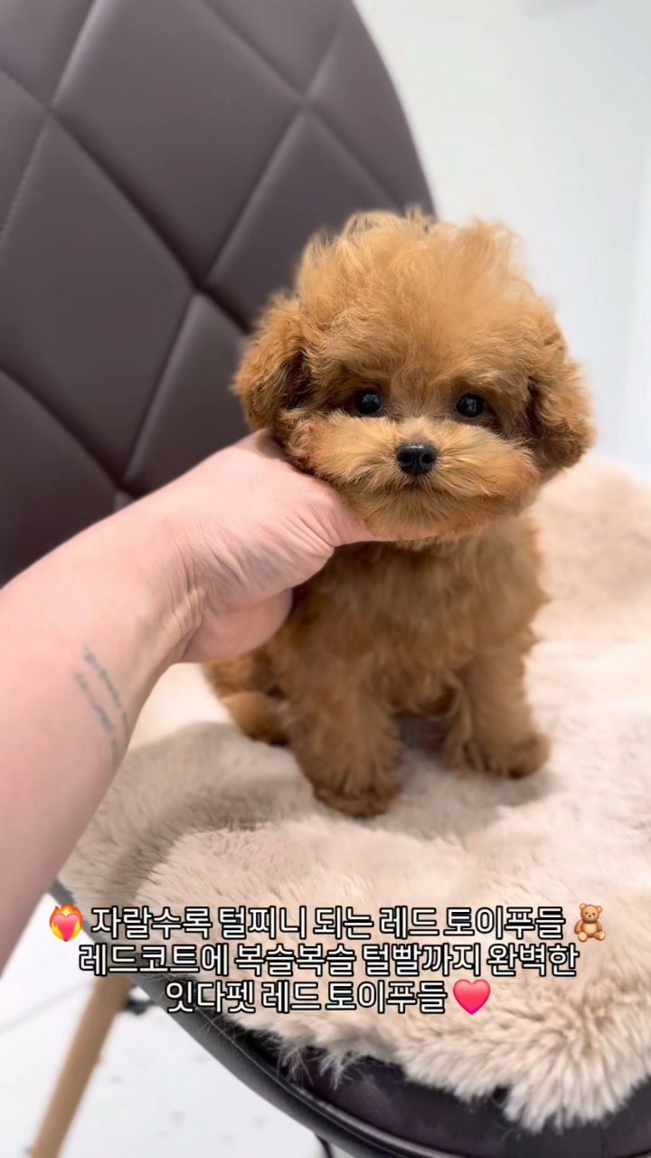 레드토이푸들 영상