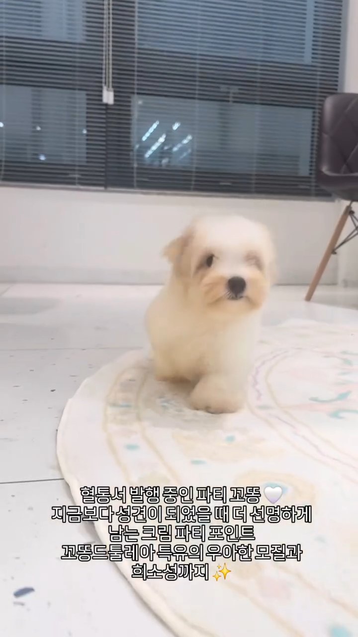 꼬똥드툴레아 영상