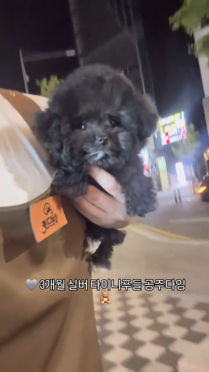 타이니푸들 영상