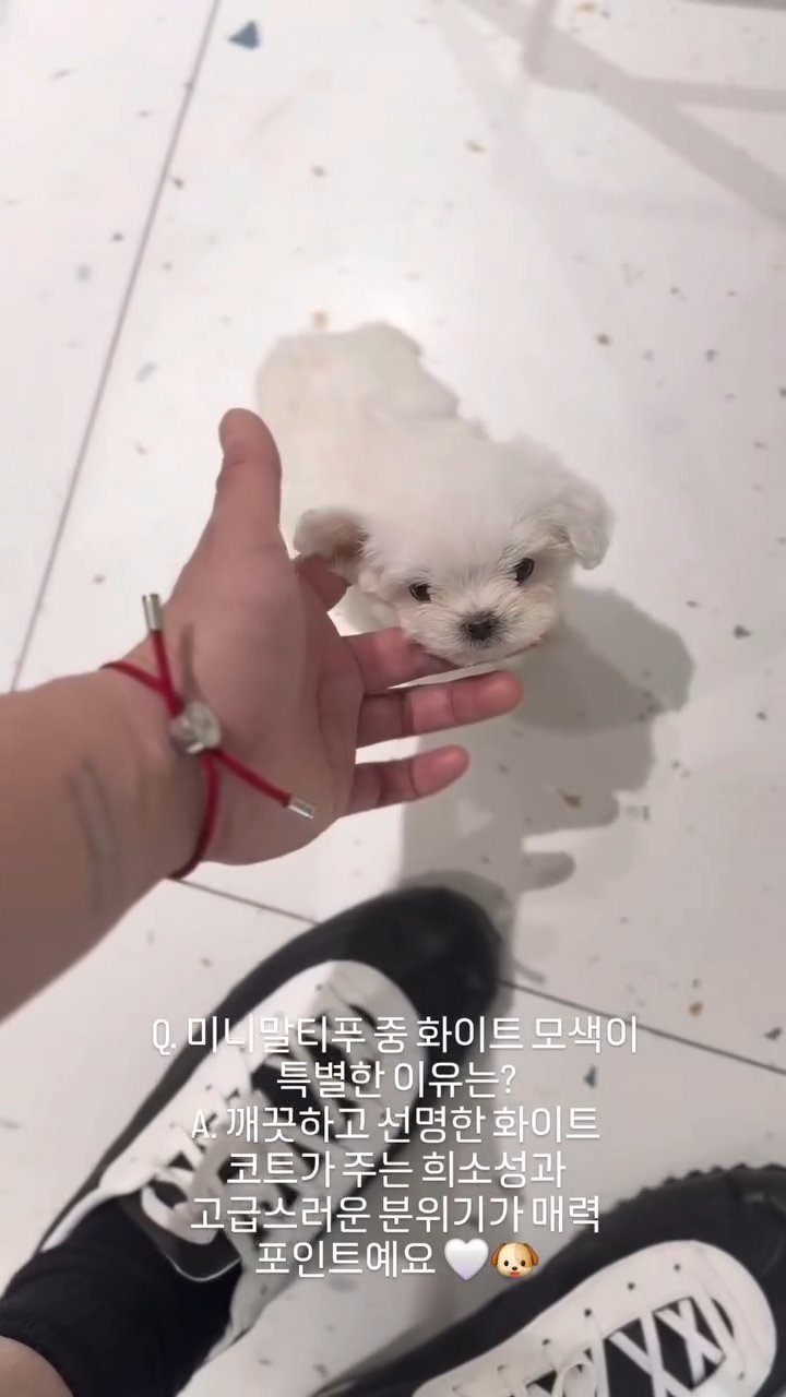 미니말티푸 영상