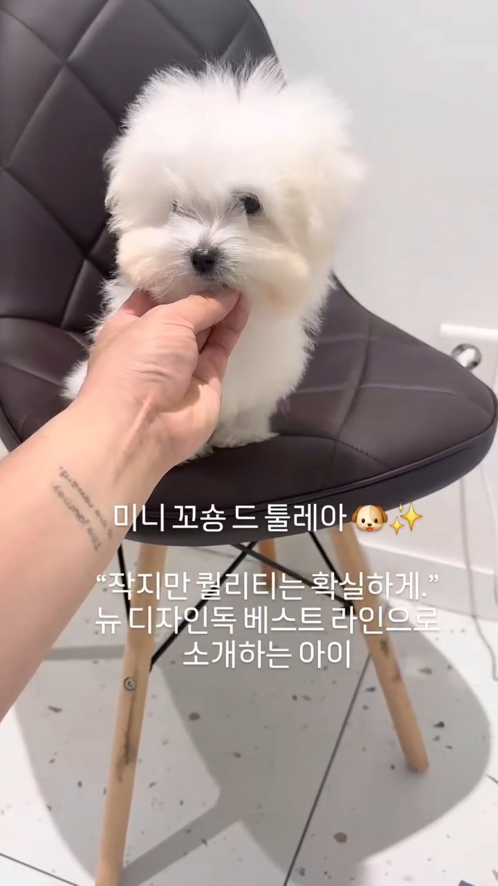 꼬숑 영상