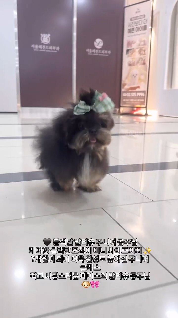 말티츄 영상