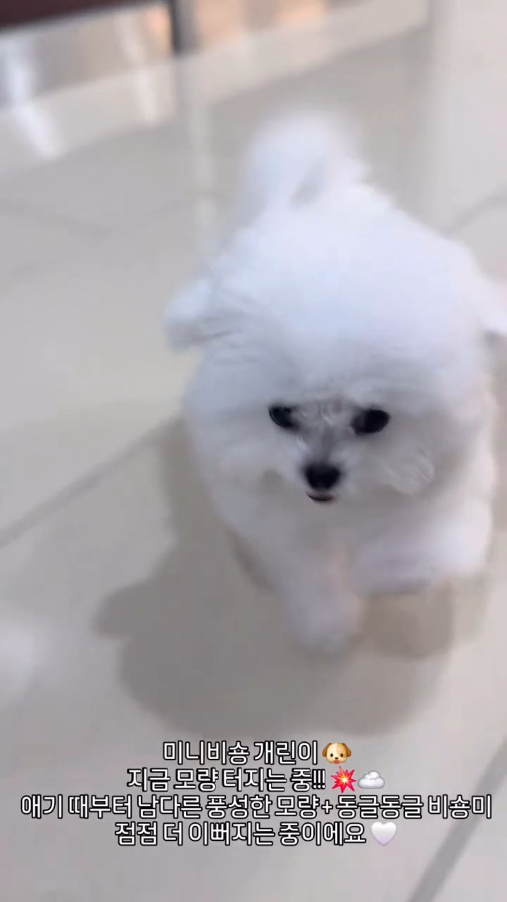 미니비숑 영상