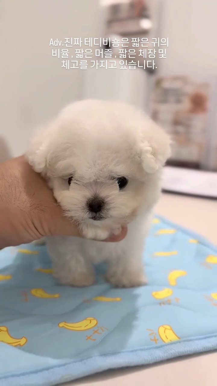 테디비숑 영상