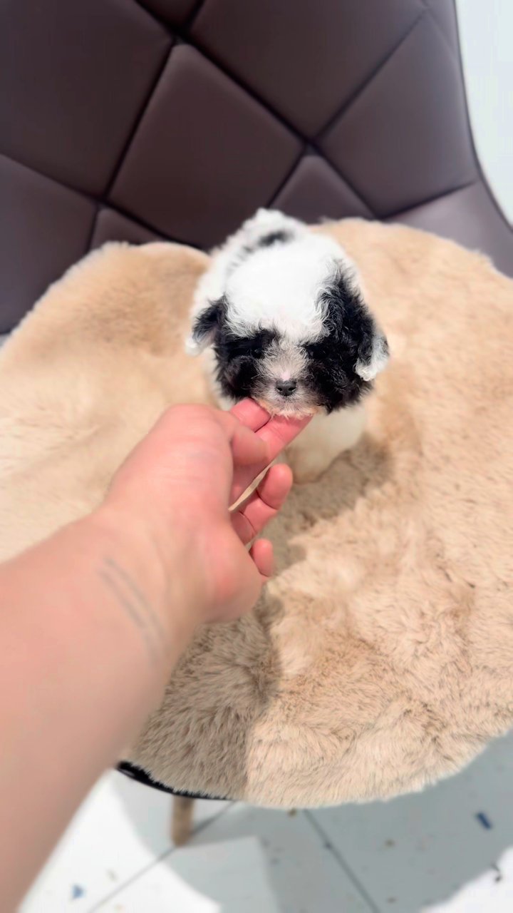 타이니푸들 영상