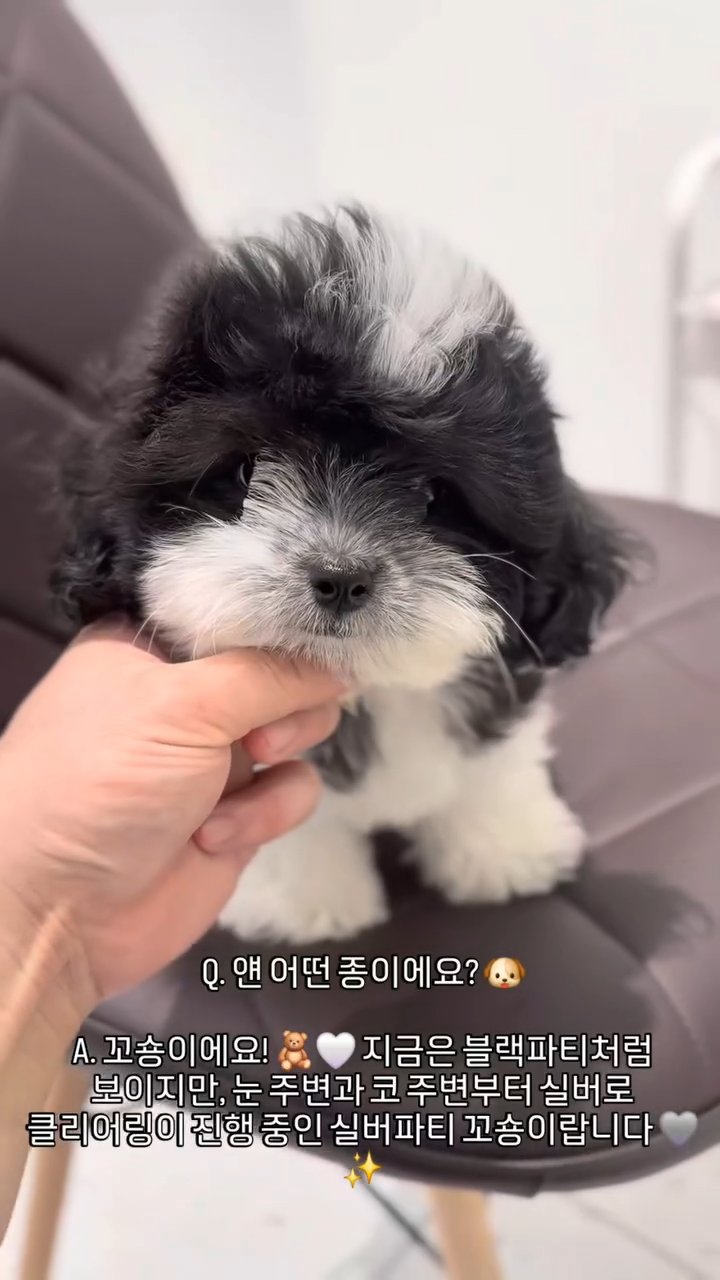꼬숑 영상
