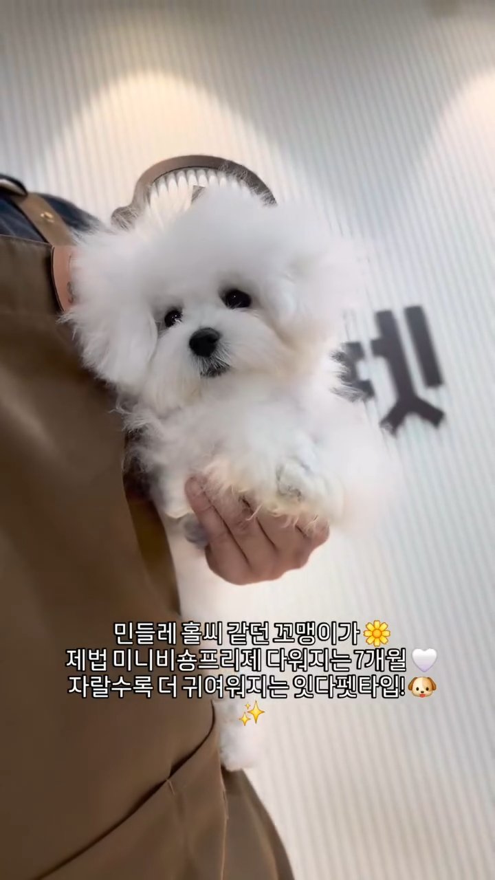 미니비숑 영상