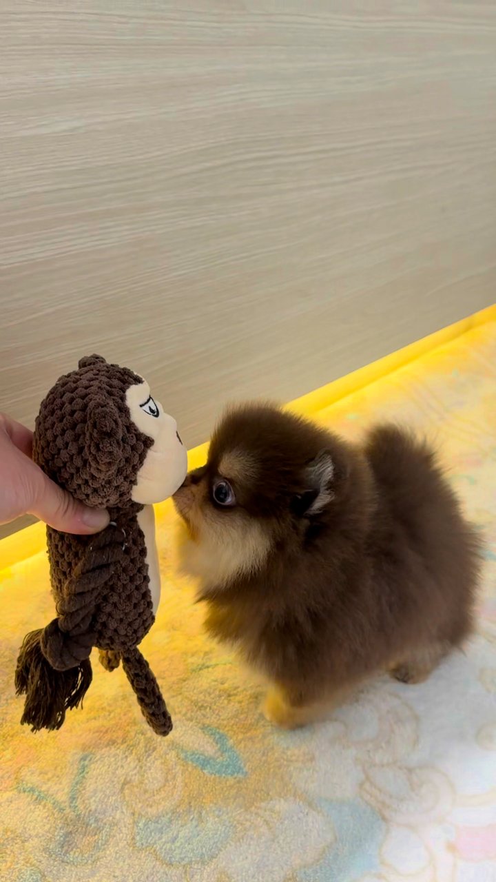 포메라니안 영상