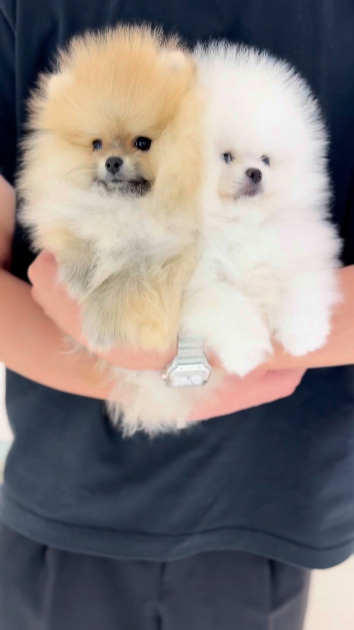 포메라니안 영상