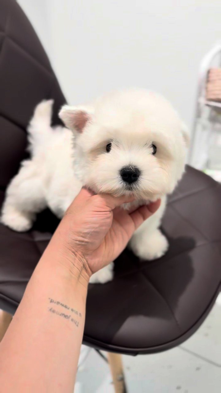 웨스티 영상