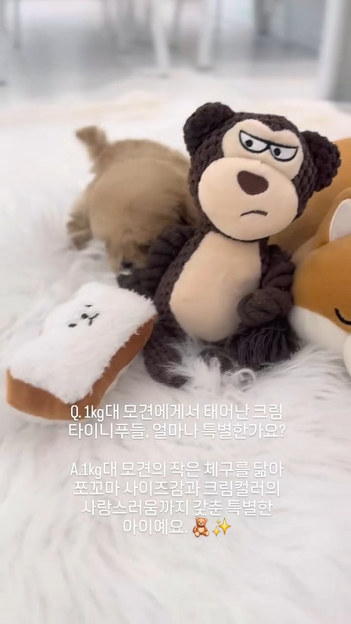 타이니푸들 영상