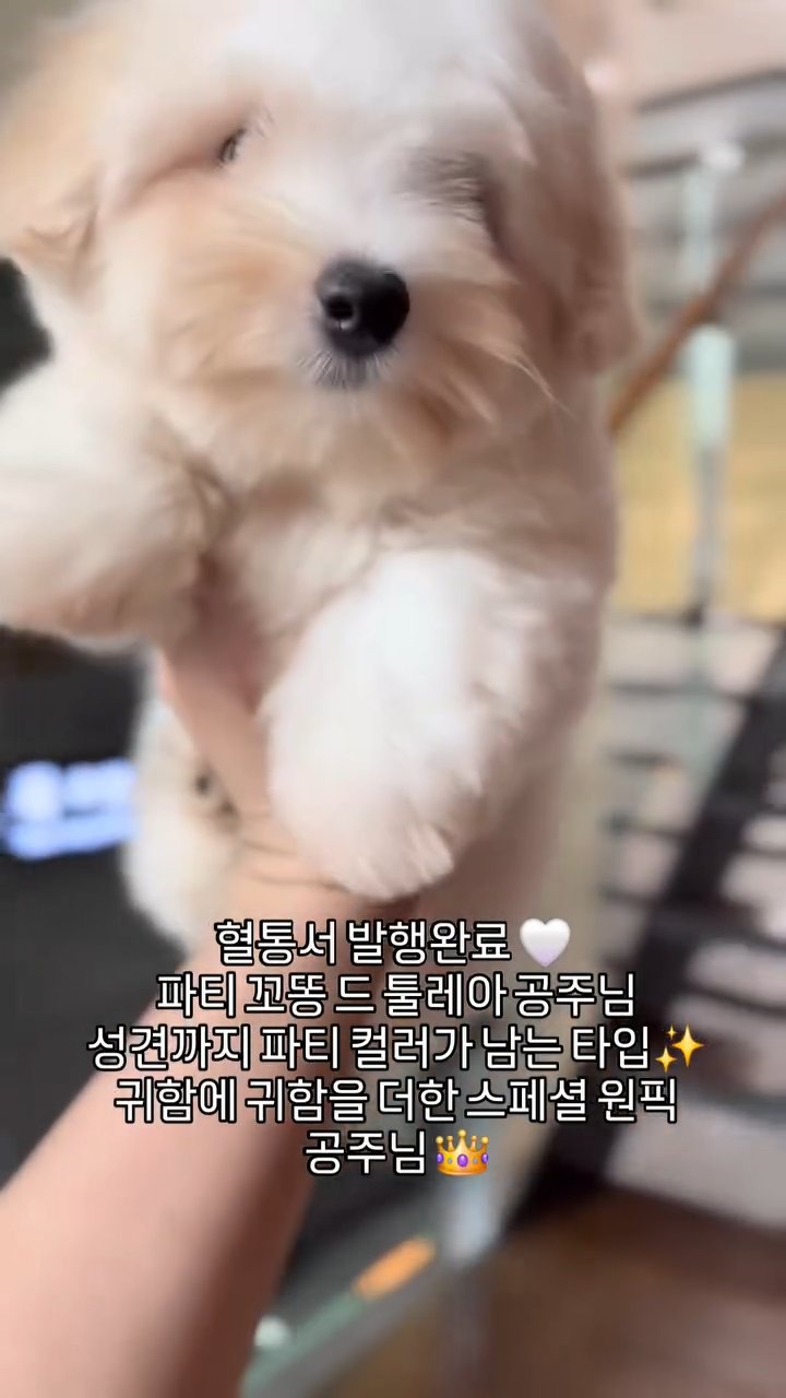 꼬똥드툴레아 영상