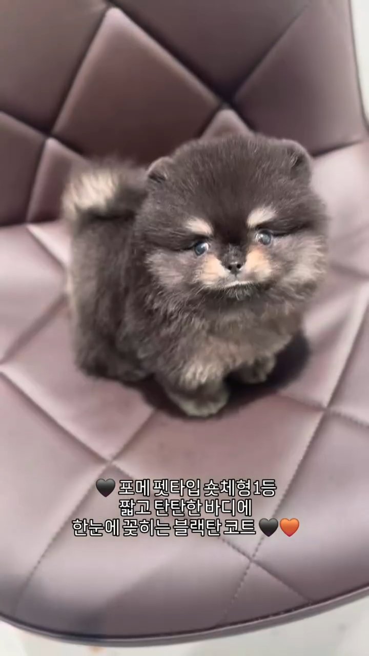 포메라니안 영상