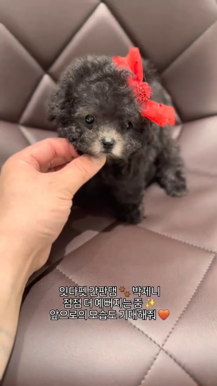 타이니푸들 영상