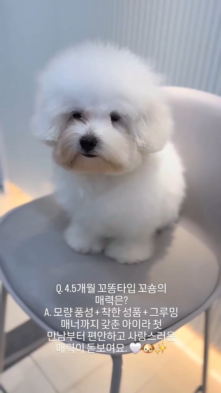꼬숑 영상