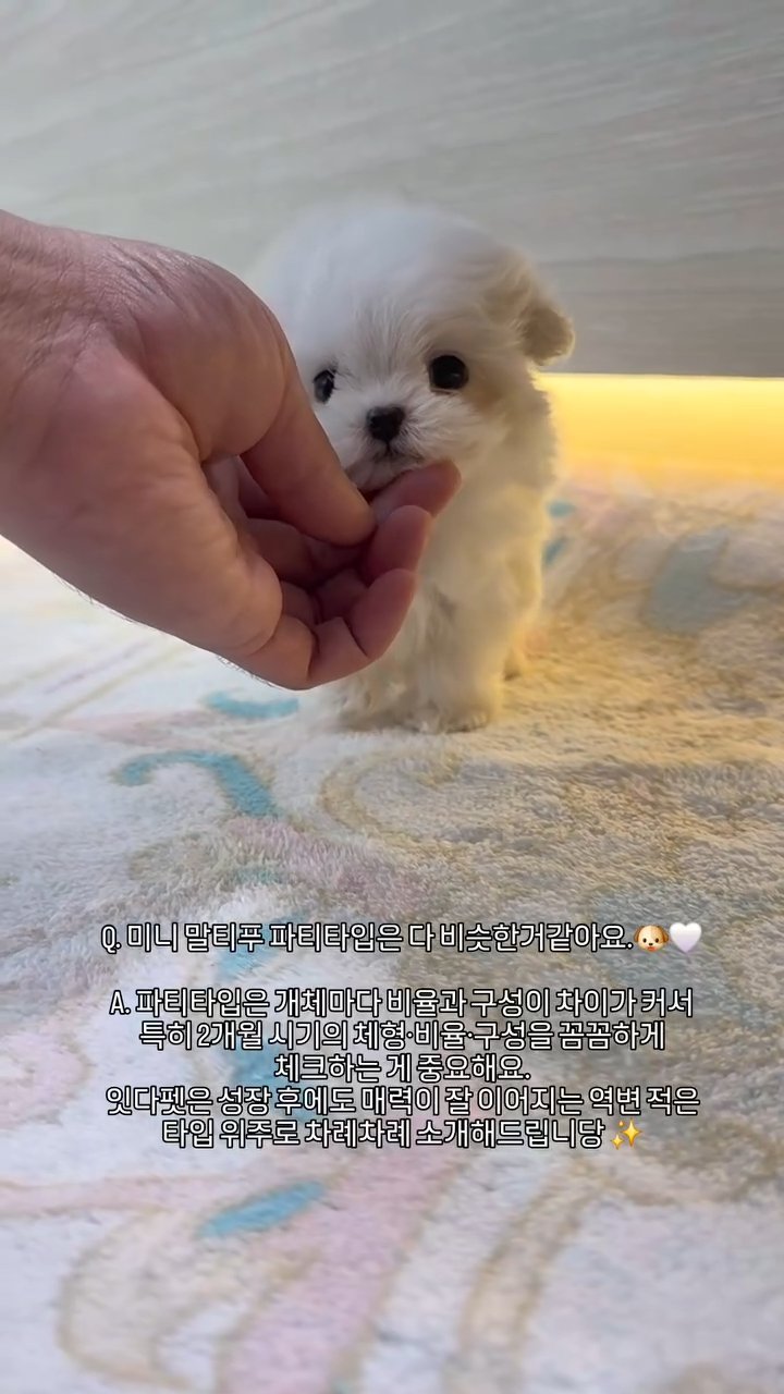 미니말티푸 영상
