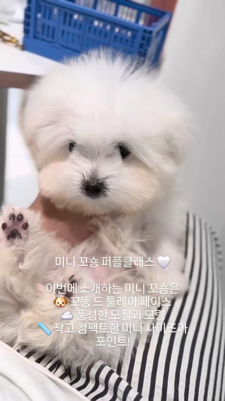미니꼬숑 영상