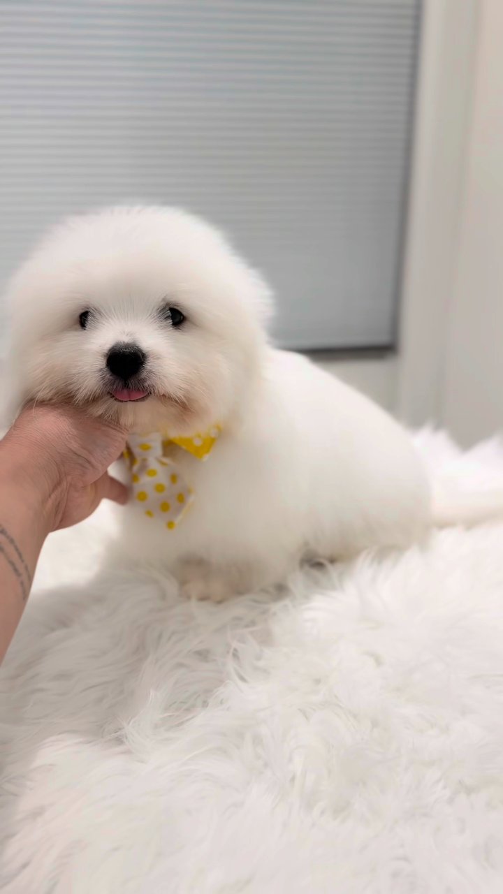 꼬똥드툴레아 영상