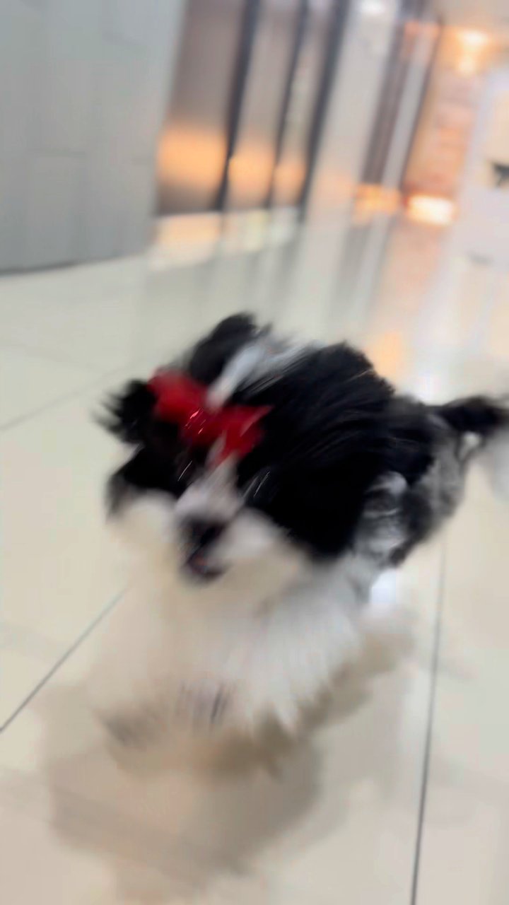 말티푸 영상