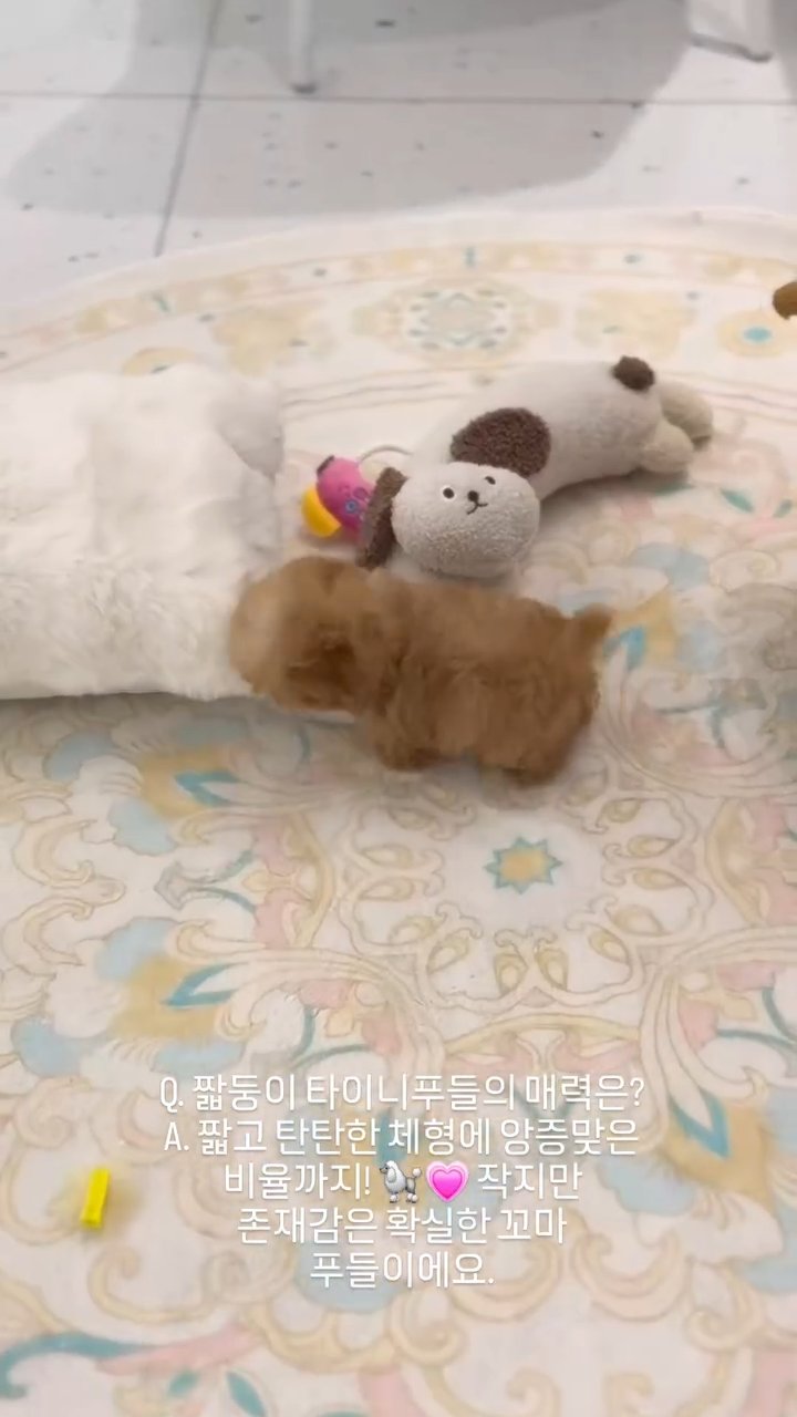 타이니푸들 영상