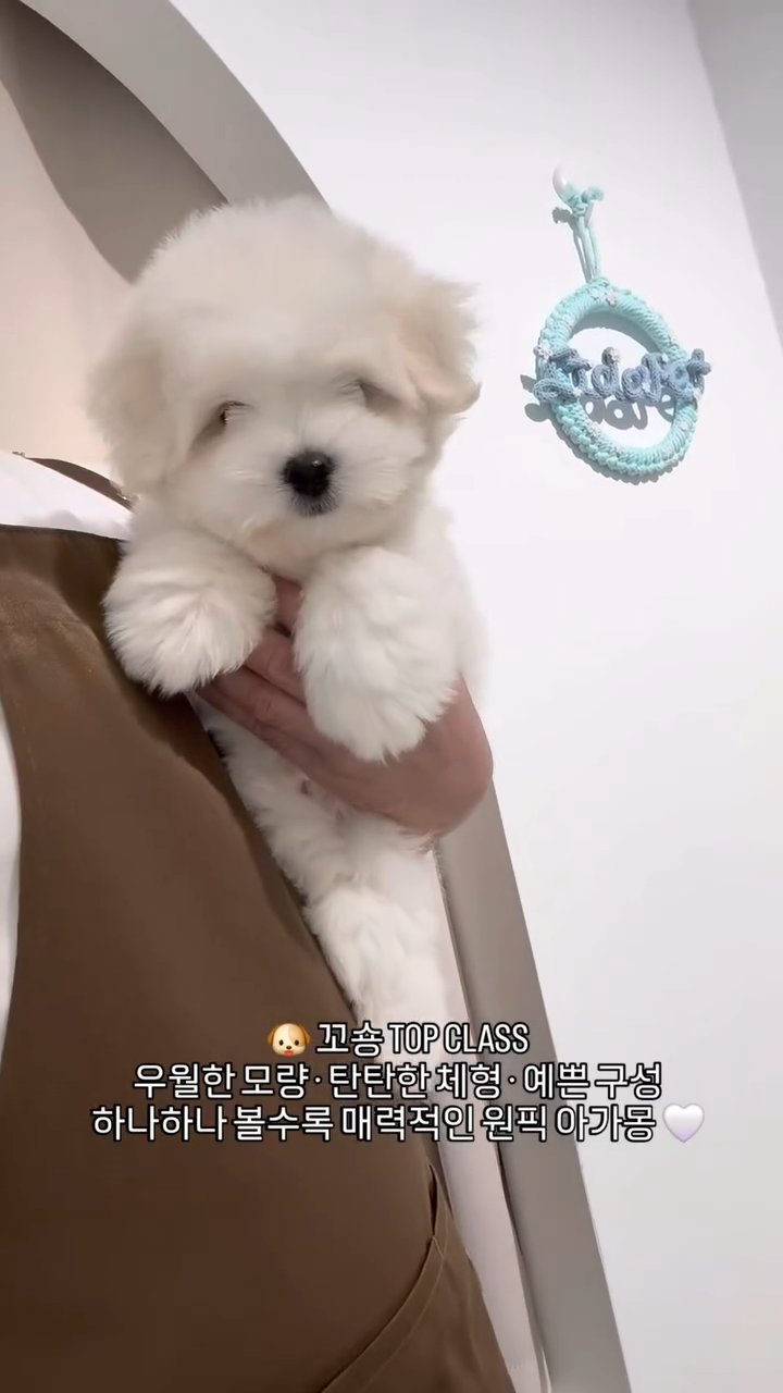 꼬숑 영상